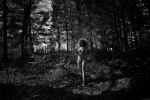 PHE_2019_213244-1